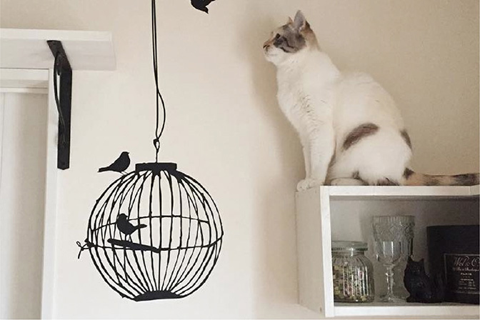 ペットと暮らす